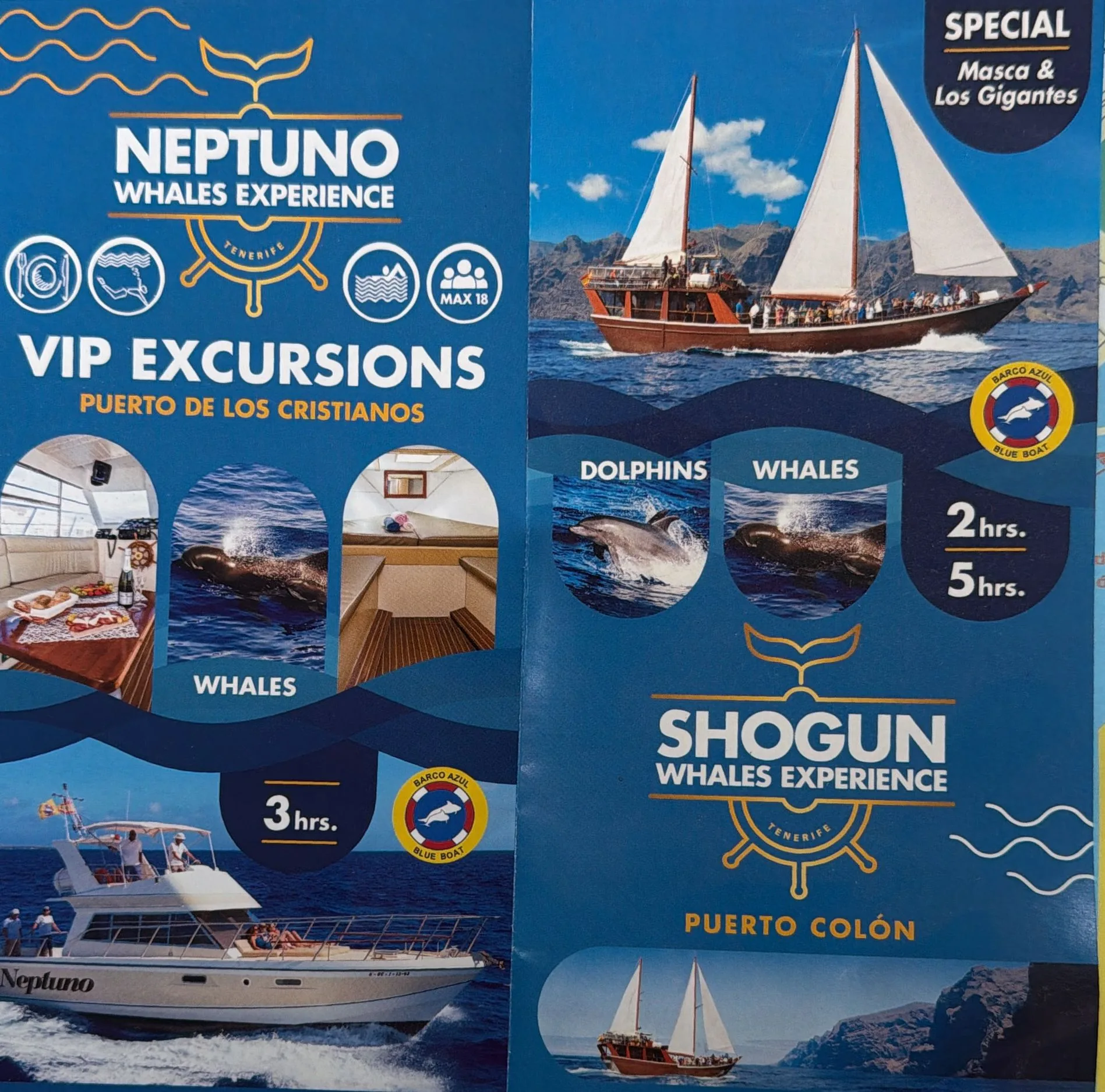 VIP Excursions for dolphin and whale watching in Tenerife