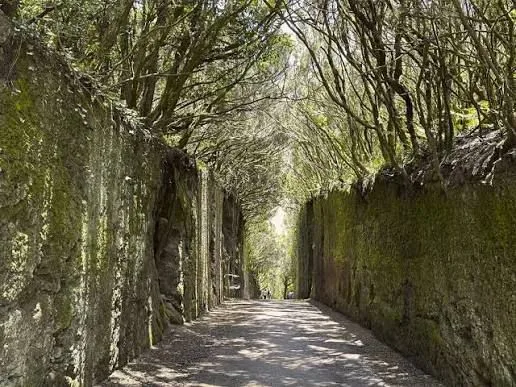 Anaga forest and the city of La Laguna in Tenerife