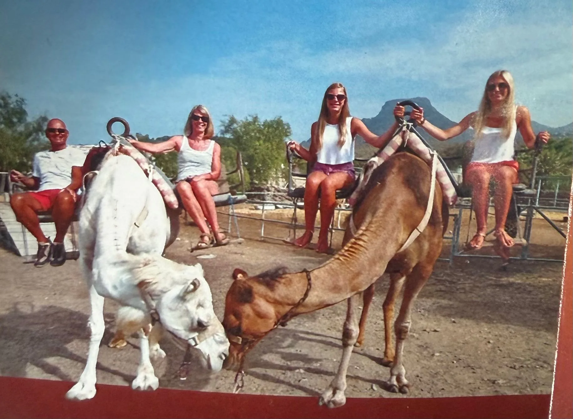 Camels and farm animals at Camel Park in Tenerife