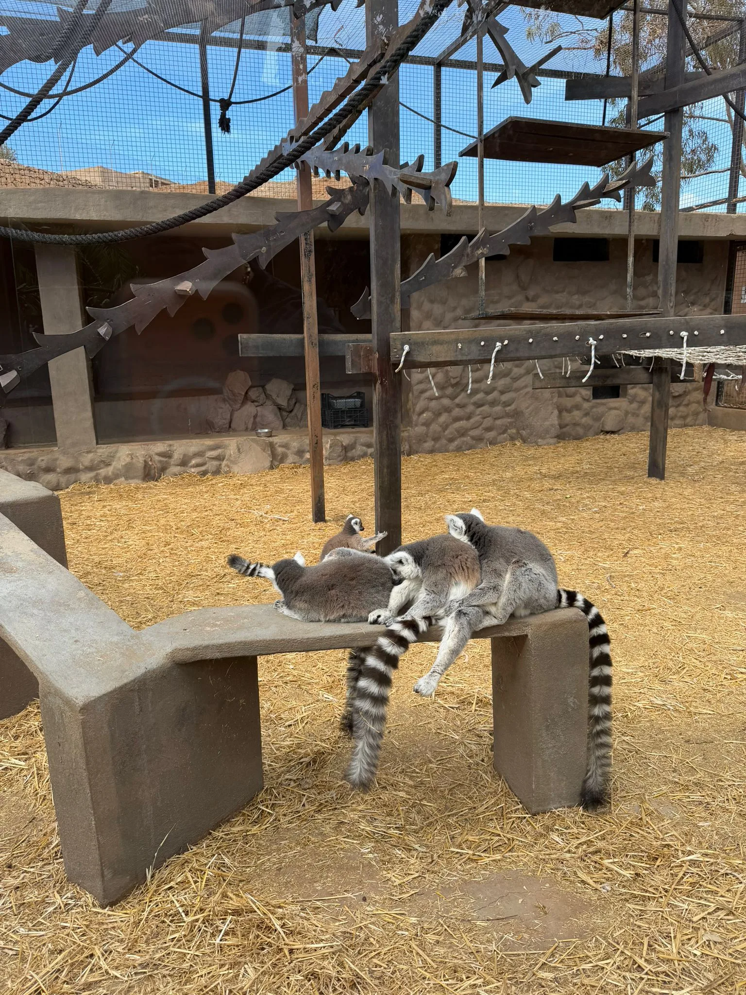 Monkeys and exotic animals at Monkey Park in Tenerife